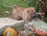 shar-pei-261008-Jela1.jpg