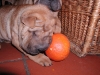 shar-pei-261008-Joy2.jpg