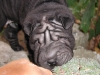 shar-pei-261008-Jule2.jpg