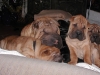 shar-pei-261008-alle2.jpg