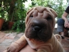 shar-pei-050708-igor1.jpg