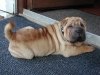 shar-pei-050708-inka2.jpg