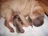 shar-pei-17052008_alle2a.jpg