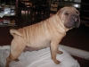 shar-pei-17052008_frida160508ca.jpg