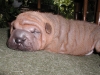 shar-pei-27052008-ha2.jpg