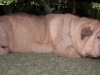 shar-pei-27052008-hb2.jpg