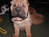 shar-pei-280608-inka1.jpg