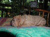 shar-pei-310508-HA4.jpg