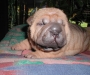 shar-pei-310508-HB2.jpg