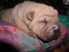 shar-pei-310508-RC1.jpg