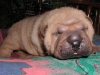 shar-pei-310508-RC2.jpg