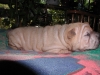 shar-pei-310508-RD1.jpg