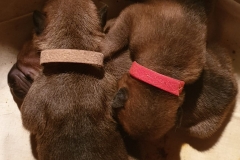 IMG-20190529-WA0002