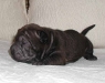 shar-pei-H1d.jpg