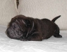 shar-pei-H1d141101.jpg