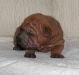 shar-pei-H2a141101.jpg