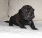 shar-pei-Rb.jpg