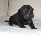 shar-pei-Rb141101.jpg