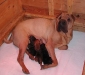 shar-pei-Targiawelp.jpg