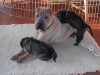 shar-pei-Tarzozor141201.jpg