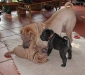 shar-pei-Tarzyzo141201.jpg