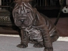 shar-pei-Zoe061201.jpg