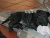 shar-pei-Zoe2020102.jpg