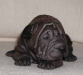 shar-pei-Zoe4.jpg