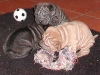shar-pei-ZorZoZy061201.jpg
