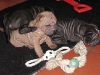 shar-pei-ZorZyZo061201.jpg