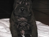 shar-pei-Zorro061201.jpg