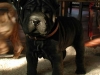 shar-pei-Zorro141201.jpg