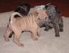 shar-pei-Zorzyzo2141201.jpg