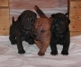 shar-pei-Zozyzor1.jpg