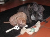 shar-pei-ZyZorZo061201.jpg