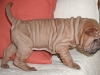 shar-pei-Zyra061201.jpg