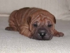 shar-pei-Zyra3.jpg