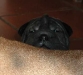 shar-pei-start141201.jpg