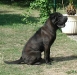 shar-pei-winston.jpg