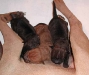 shar-pei-z071101_3gr.jpg