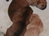 shar-pei-Alle16092004.jpg