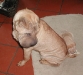 shar-pei-BrunaDon-18102004.jpg