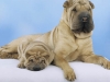 shar-pei-BrunaDonano1-07112004.jpg