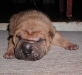 shar-pei-Dag-2609.jpg