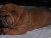 shar-pei-Dag-300904.jpg