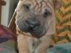 shar-pei-Derrick-21102004.jpg