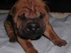 shar-pei-Derrick1-300904.jpg