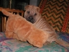 shar-pei-Derrick2-28102004.jpg