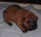 shar-pei-Derrick2-300904.jpg