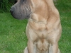 shar-pei-Derrick240505-1.jpg